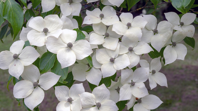 White spring blossoms dogwood tree