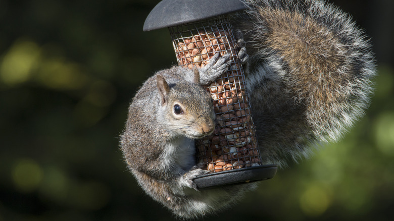 Squirrel in bird feeder