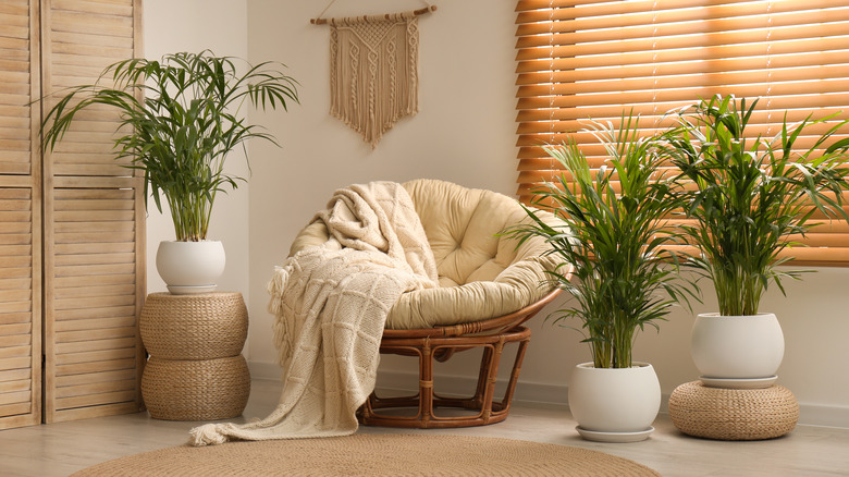 Room with three Bamboo palms