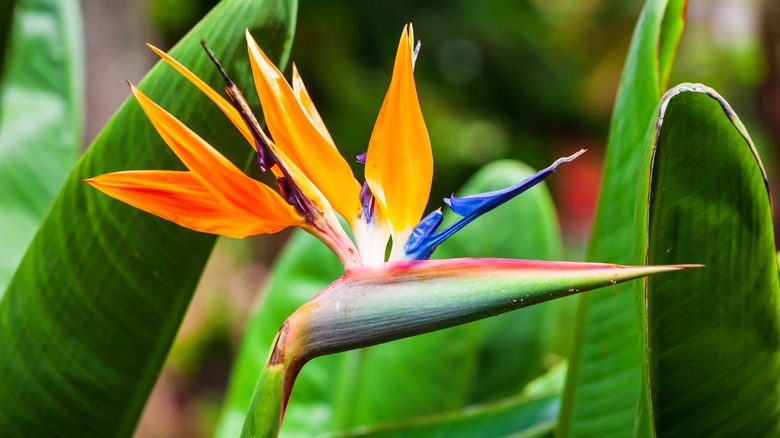 Bird of paradise plant blooming