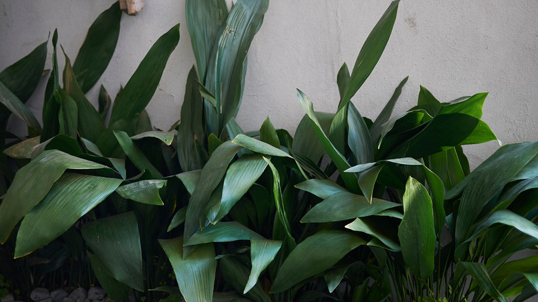 Cast iron plant foliage