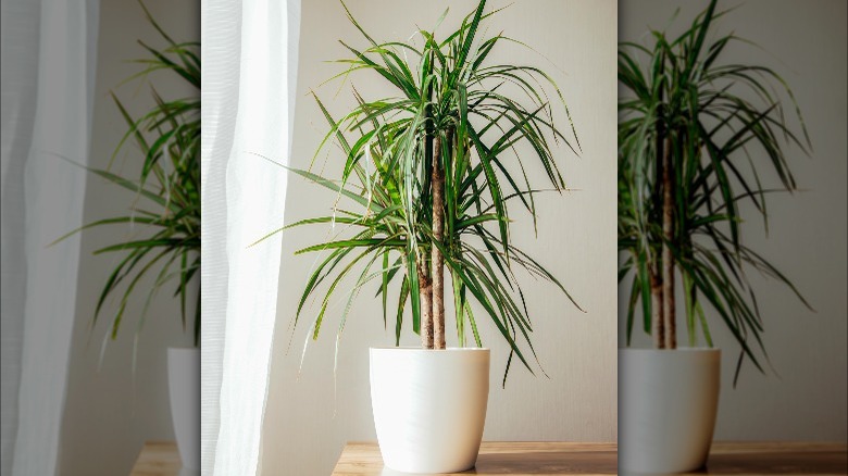 Dragon tree in large container