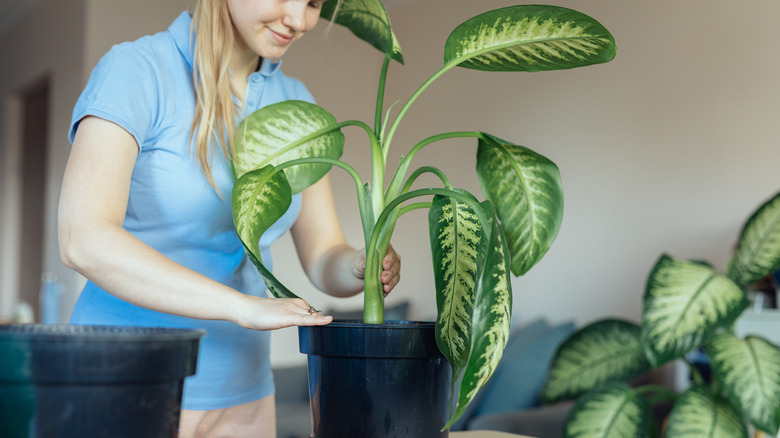 Woman potting Dieffenbachia plant