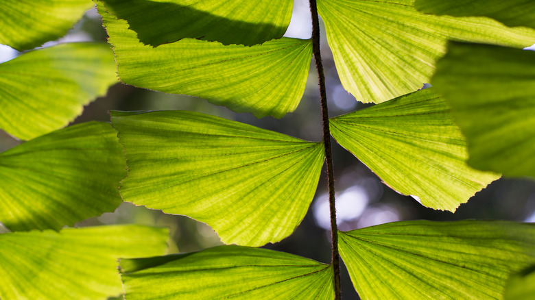 Fishtail palm leaves in sunlight