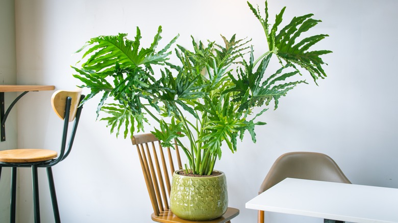 Horsehead philodendron on a chair