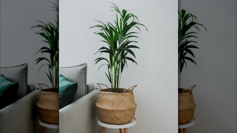 Kentia palm in wicker basket