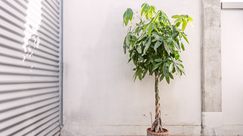 Money tree with braided trunk