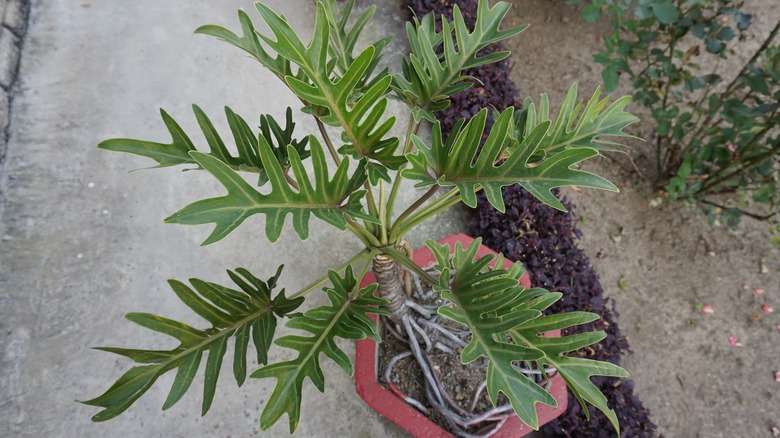 Philodendron xanadu in pot outside