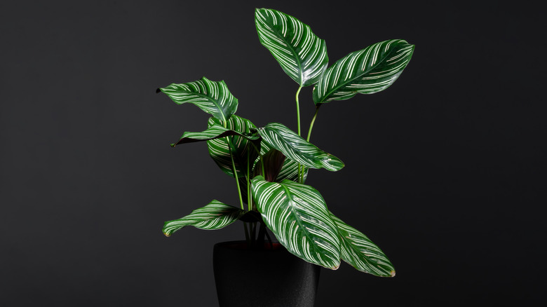 Pinstripe calathea in black container