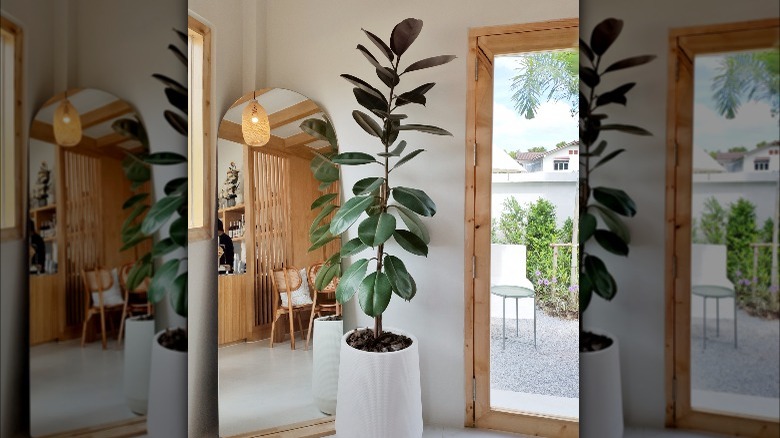 Rubber tree in styled home