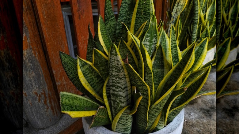 Snake plant in pot outdoors