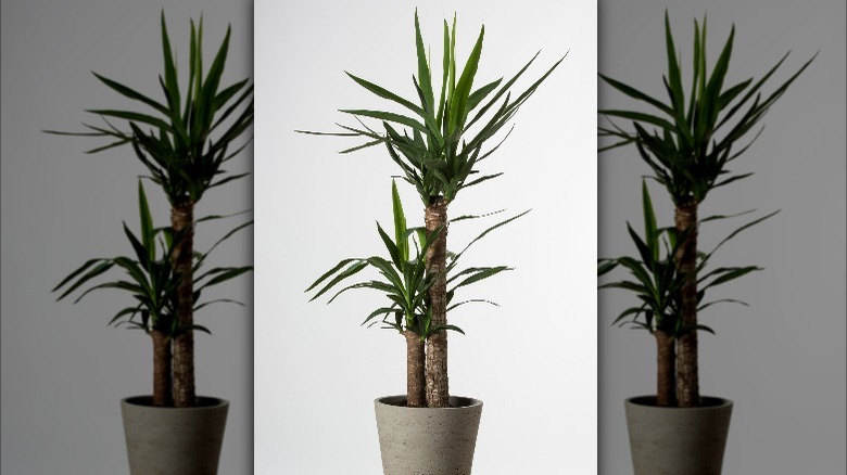 Spineless yucca in a container