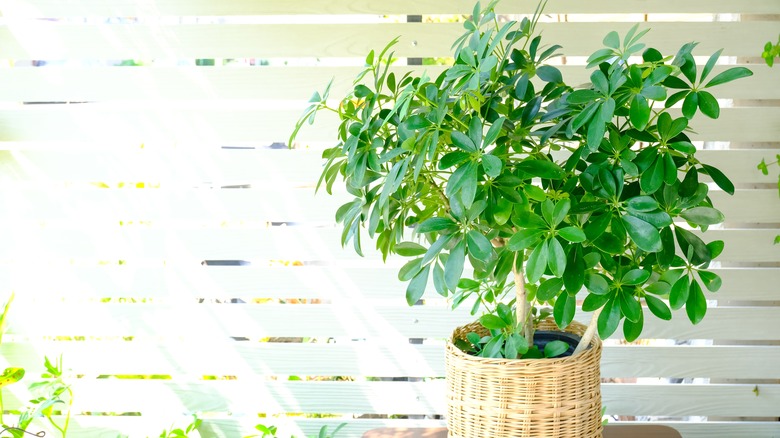 Umbrella tree in wicker basket