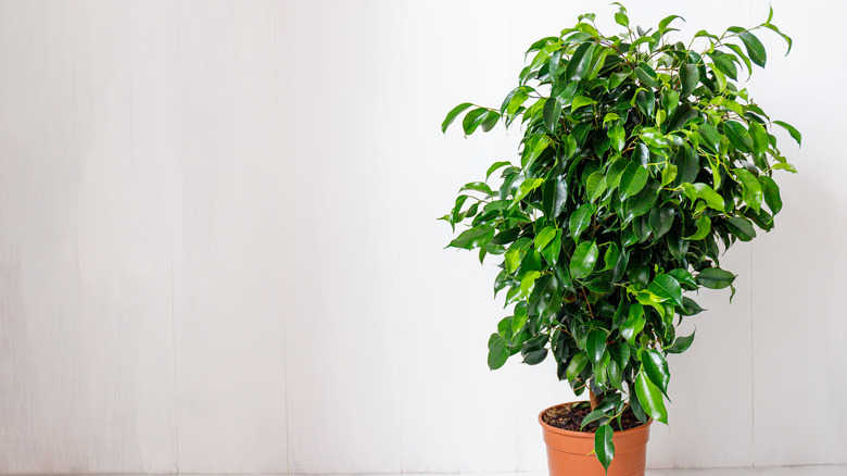 Weeping fig in brown pot