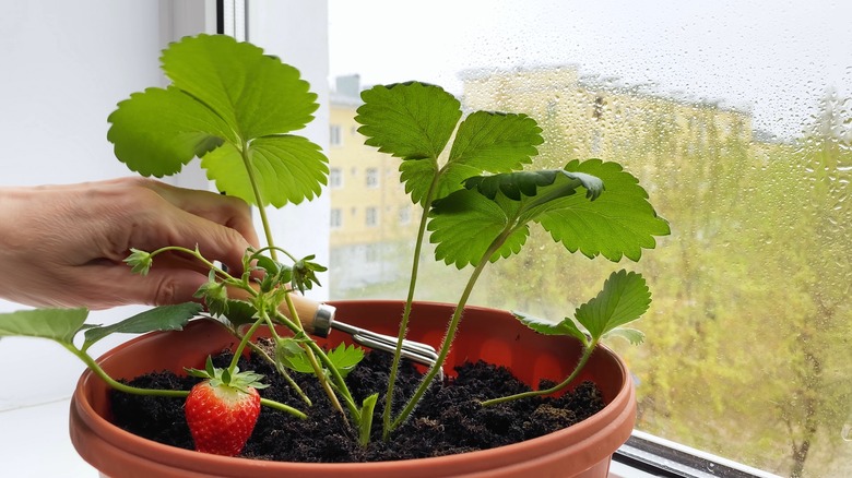 Strawberry plant in windowsill