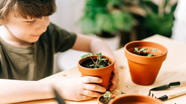 Child with strawberry seedlings