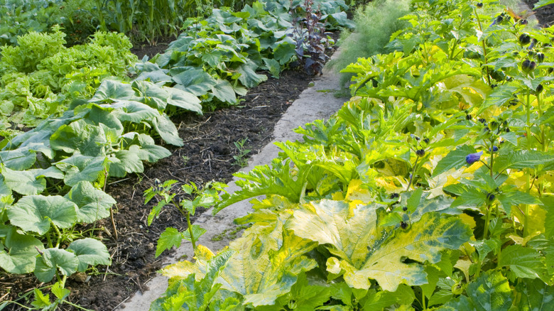 Large squash plants in a garden