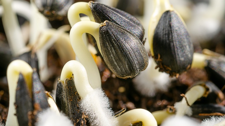 sunflower seedlings