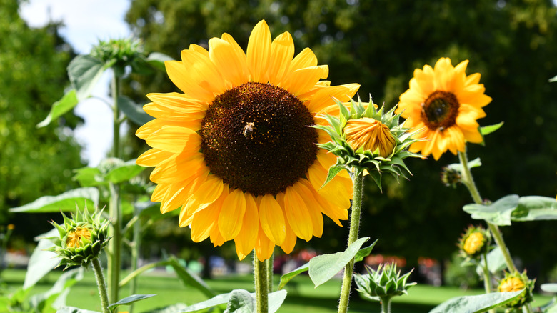 sunflowers in the backyard