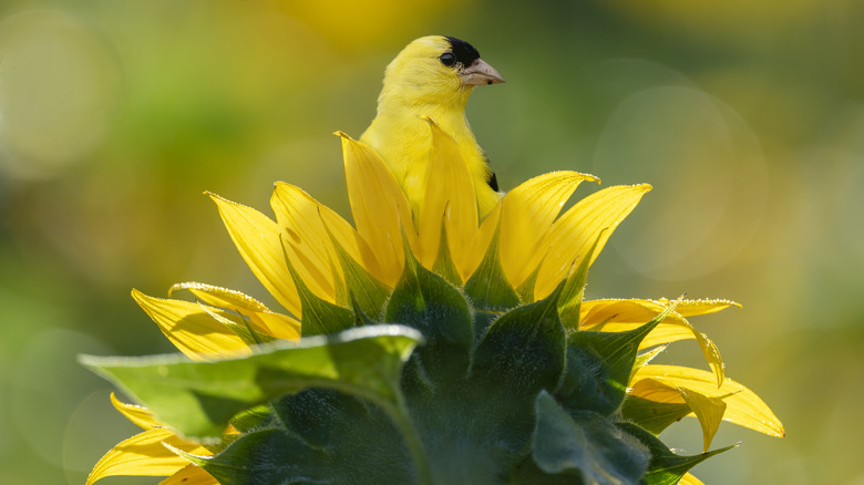 finch on a sunflower