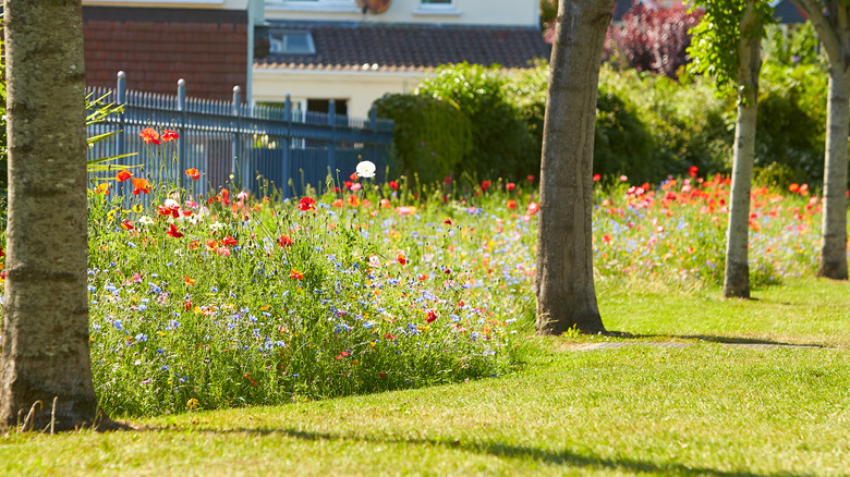 Wildflower meadow in bloom