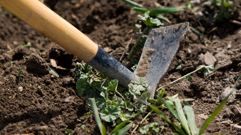 Garden hoe in the soil