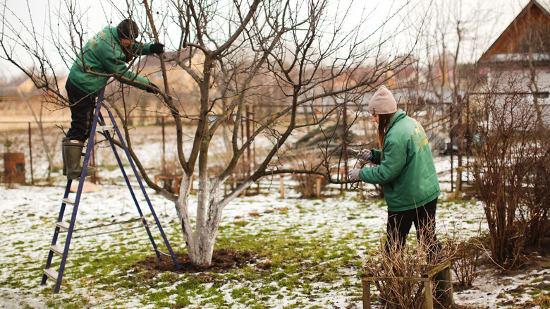 Pruning tree in winter