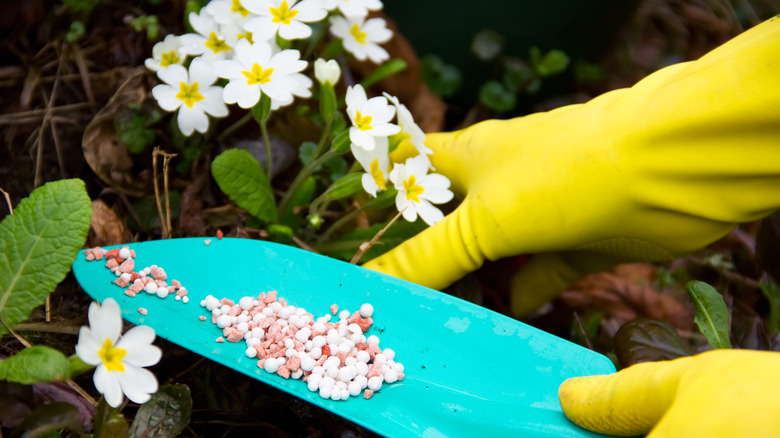 Fertilizer on flowers