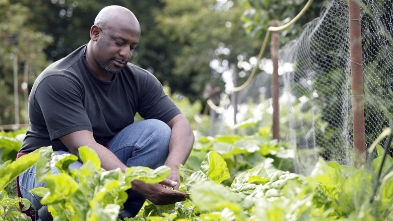 man tending a vegetable garden