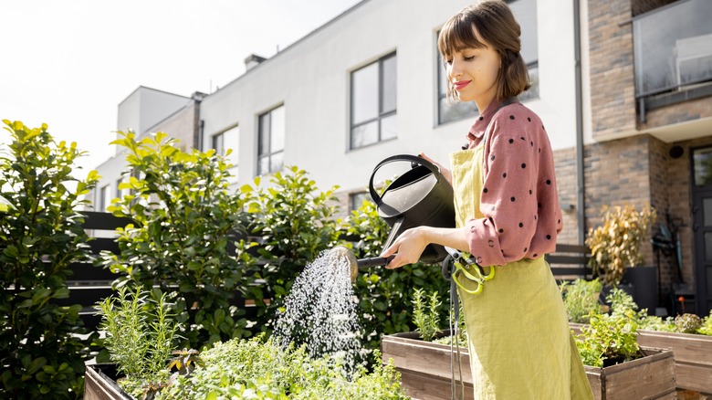 woman watering raised bed garden