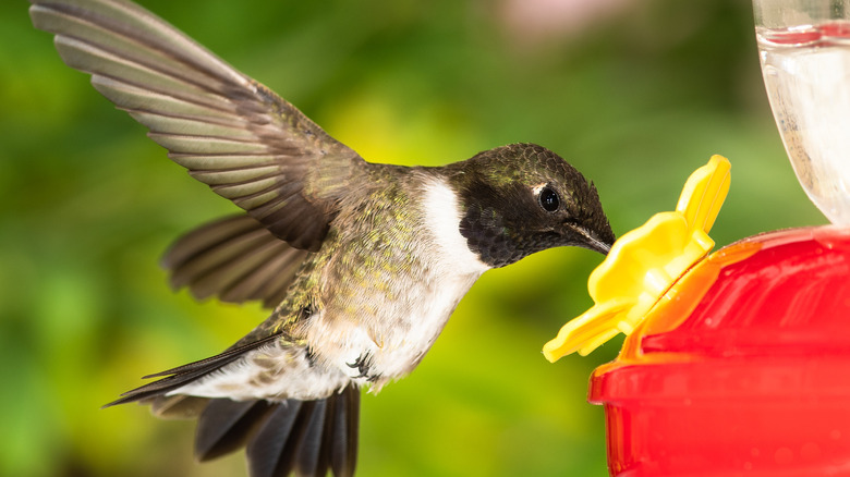 Black-chinned hummingbird at feeder