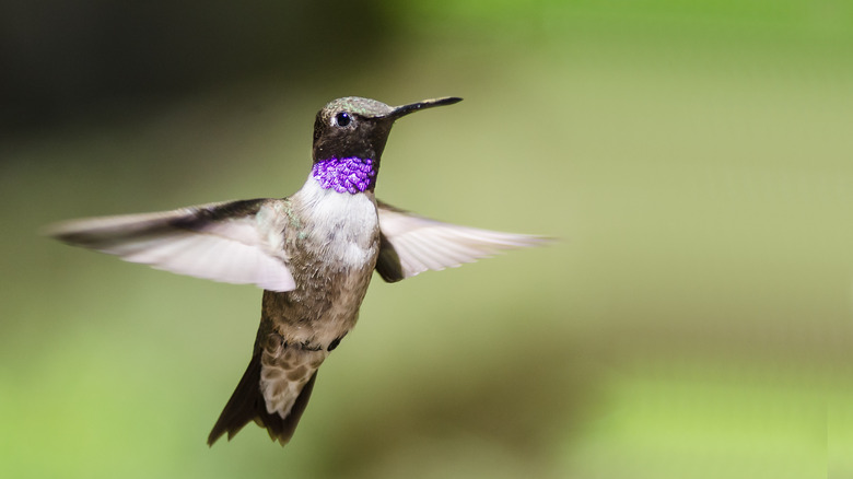 Male black-chinned hummingbird