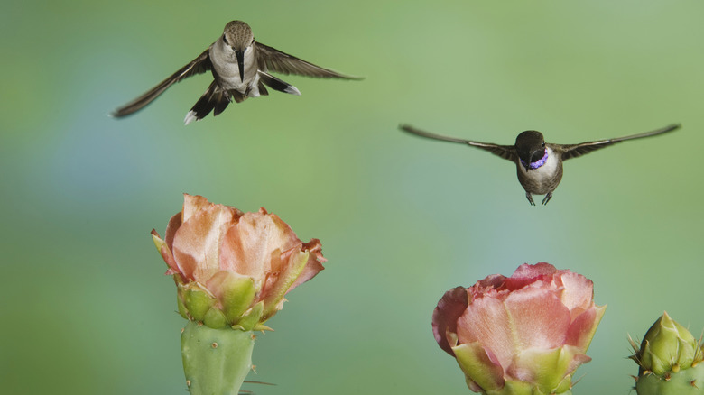 Black-chinned hummingbirds at flowers