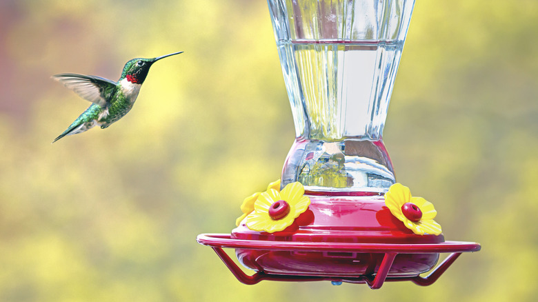 A ruby-throated hummingbird approaching a hummingbird feeder