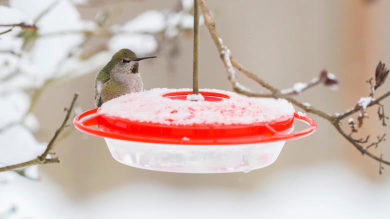 A female Anna's hummingbird at a snowy hummingbird feeder