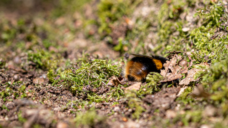bee digging in ground