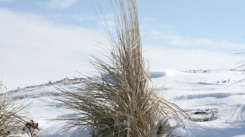 ornamental grasses in winter