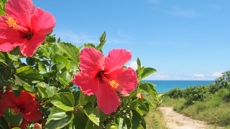 Several red hibiscus blooms