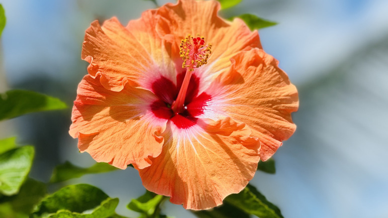 Orange hibiscus flower