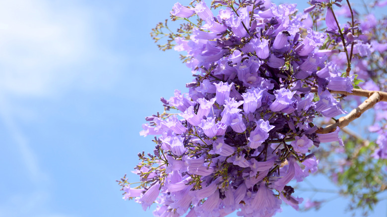 The purple flowers of a jacaranda tree are in full bloom.