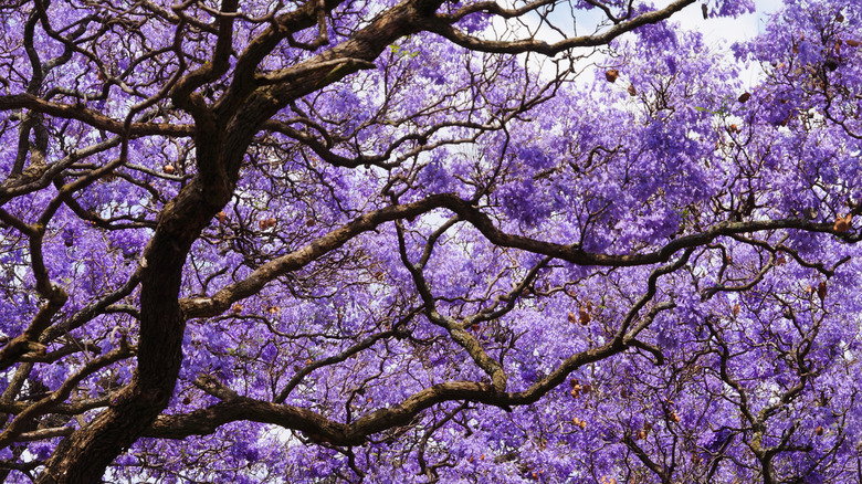 A jacaranda tree blooms with purple flowers.