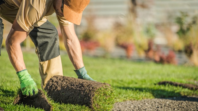 man repairing an uneven lawn