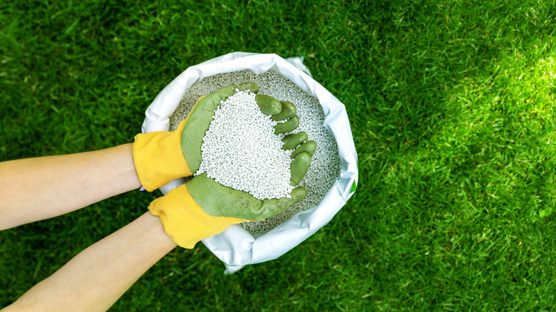 applying granular fertilizer to lawn