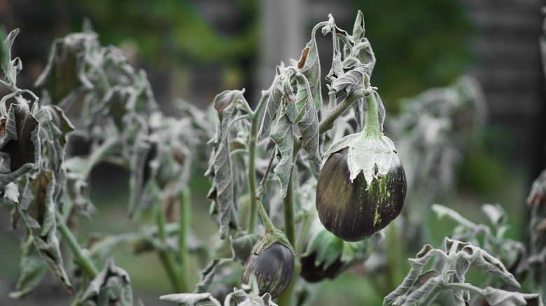 Shriveled eggplant on gray shrub