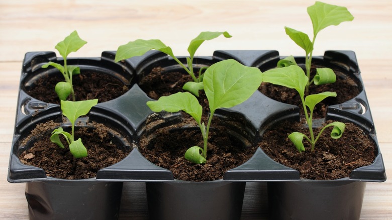 Eggplant seedlings in plastic tray