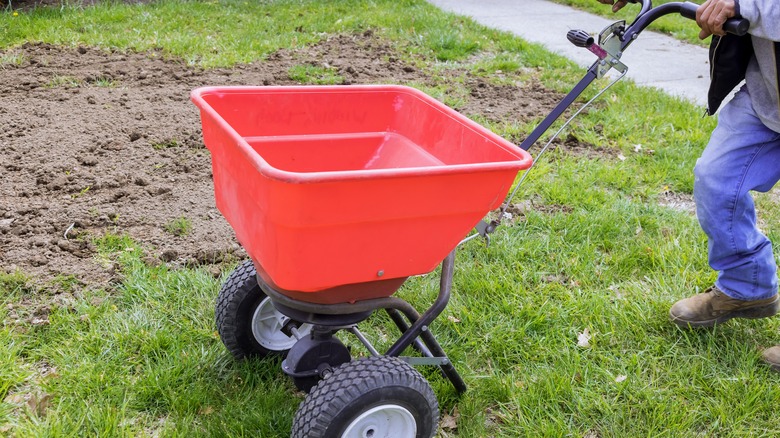 gardener spreading seed on lawn