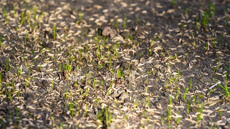 grass seedlings in soil