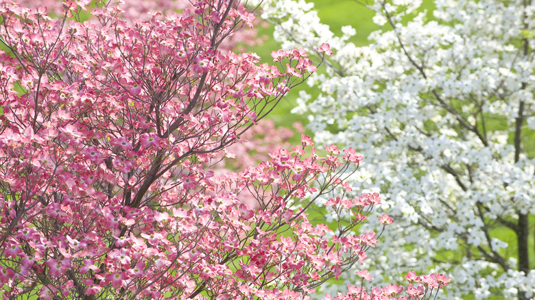 Pink and white dogwood trees