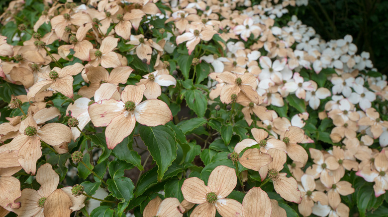 White dogwood blossoms fading