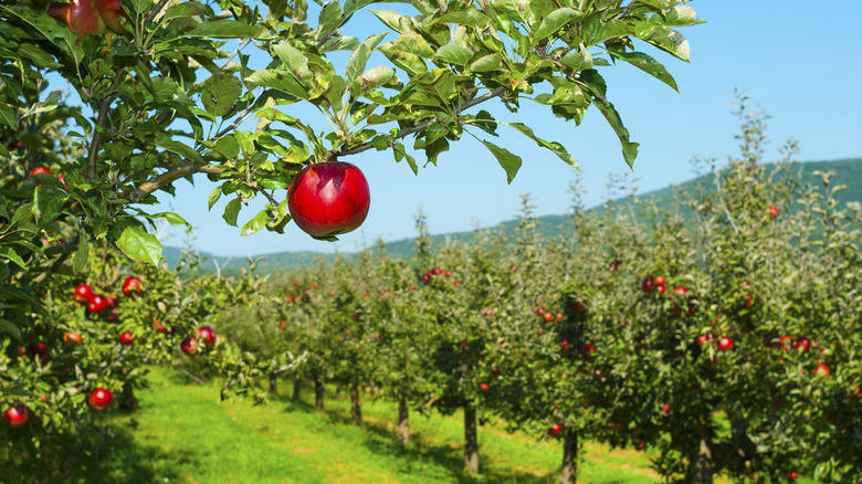 apple orchard